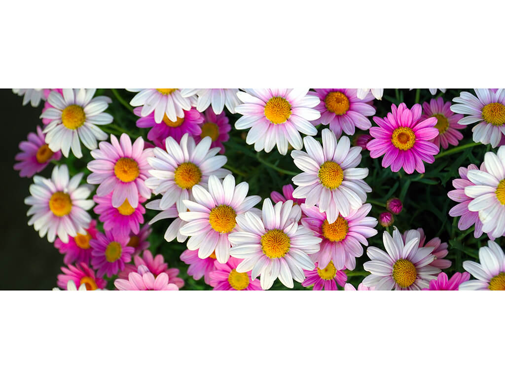 Daisies-200x80cm-9889