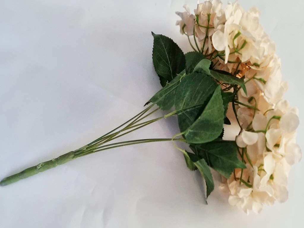 floare-crem-hortensie-6474