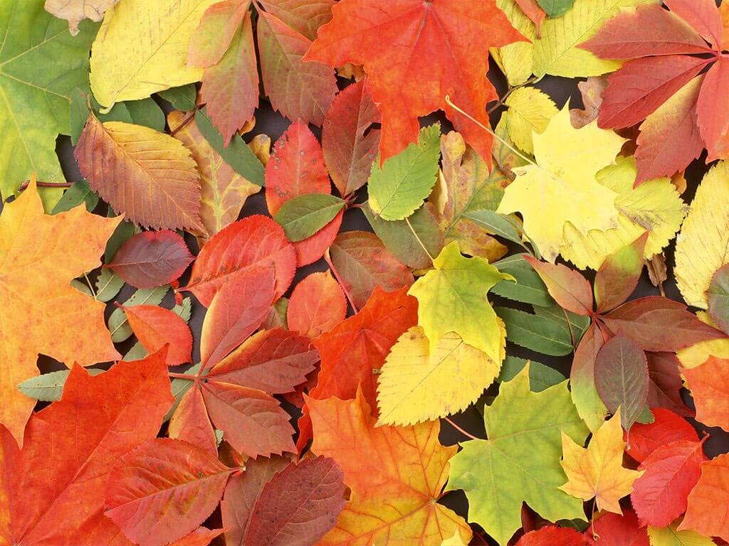 Fototapet frunze, Dimex, Colourful Leaves, 375x250 cm