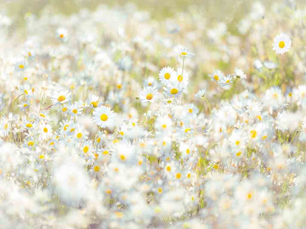 fototapet-floral-Margarete-albe-6371