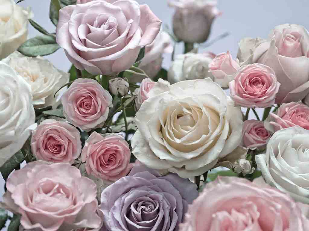 Fototapet floral Floraison, Komar, trandafiri în nuanţe pastel, dimensiuni 368 x 254 cm