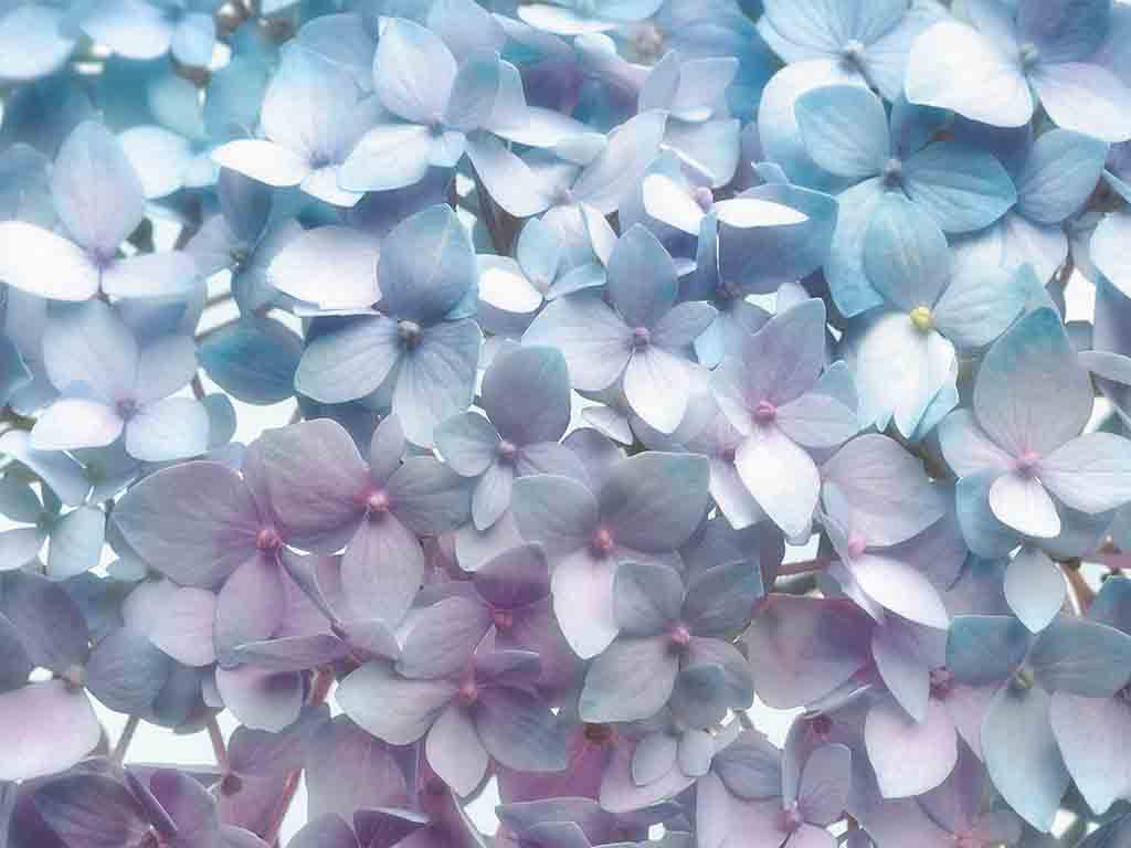 fototapet-floral-light-blue-komar-7910