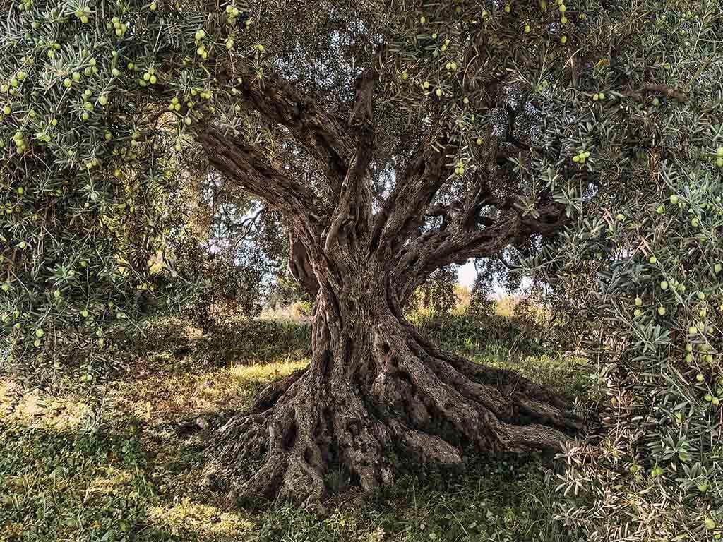 Fototapet peisaj Olive Tree, Komar, imaginea unui măslin, 368x254 cm