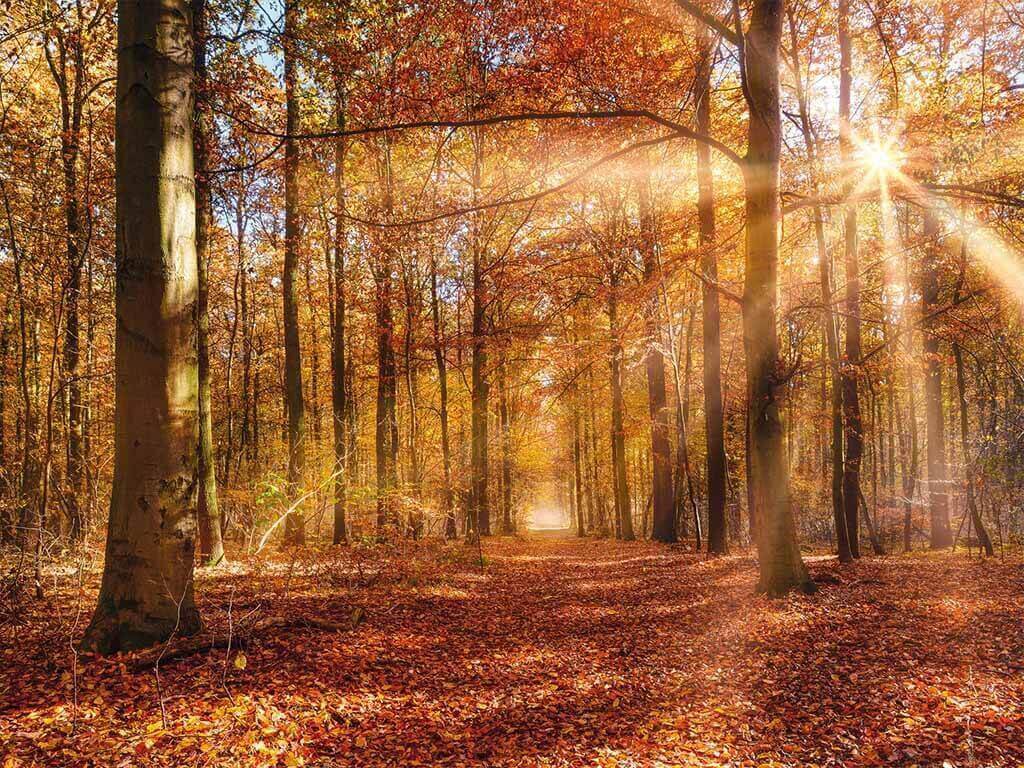 Fototapet Peisaj Pădure Toamna Golden Dawn Tapet Dormitor Folina