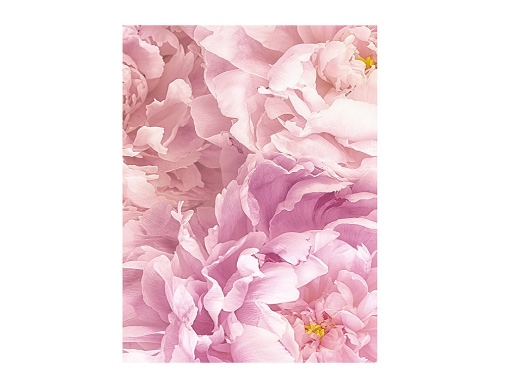 tablou-floral-bujori-roz-cu-rama-alba-7219
