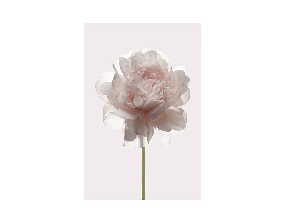tablou-trandafir-crem-9035
