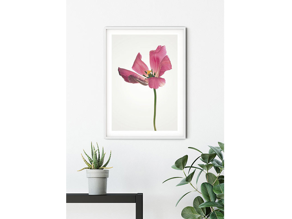 tablou-tulip-5836