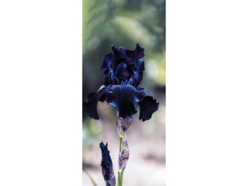 Autocolant uşă Iris Negru, Folina, model multicolor, dimensiune autocolant 92x205 cm Black-Iris-simulare-4274