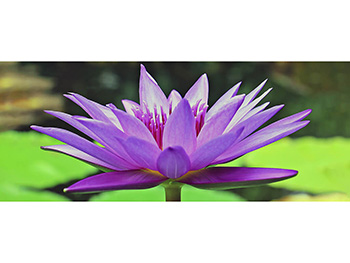 Autocolant perete Lotus, Folina, model floral mov, rola de 200x80cm Floare-Lotus-200x80cm-simulare-4799