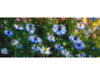 Floare-albastra-cu-tepi-simulare-4989