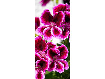 Autocolant uşă Geranium, Folina, model multicolor, dimensiune autocolant 92x205 cm Geranium-simulare-7883