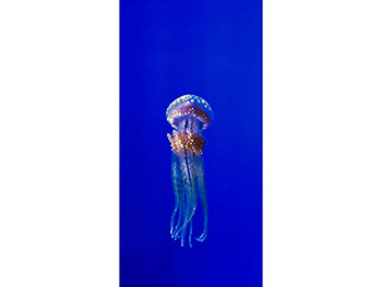 Folie cabină duş, Folina, model meduză, albastră, folie autoadezivă cu efect de sablare, 100x210 cm Meduza-simulare-9986