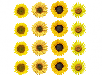 Set 16 stickere Floarea-soarelui, Folina, autoadezive