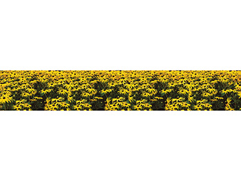 Autocolant perete Lan cu margarete, Folina, model floral galben, rolă de 80x400 cm autocolant-lan-cu-margarete-1-8661