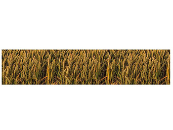 Autocolant decorativ Lan de grâu, Folina, rolă de 80x400 cm