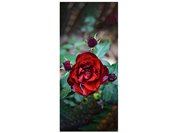 Autocolant uşă Trandafir roşu, Folina, model floral, dimensiune autocolant 92x205 cm