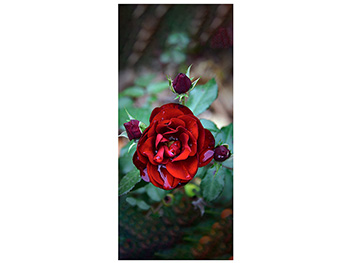 Autocolant uşă Trandafir roşu, Folina, model floral, dimensiune autocolant 92x205 cm autocolant-usa-trandafir-4375
