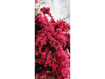 Autocolant uşă Copac înflorit roz, Folina, model multicolor, dimensiune autocolant 92x205 cm autocolant-usa-bougainvillea-1-8533