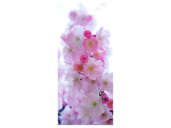 Autocolant uşă Floare de cireş, Folina, culoare roz, dimensiune autocolant 92x205 cm autocolant-usa-cires-japonez-1-3010