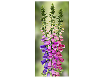 Autocolant uşă Clopoței mov, Folina, model floral, dimensiune autocolant 92x205 cm autocolant-usa-clopotei-1-7715