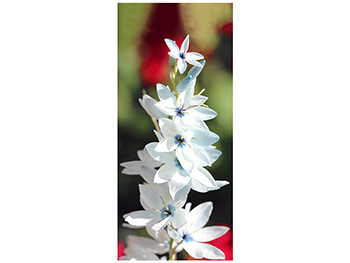 Autocolant uşă Floare albă, Folina, model floral, dimensiune autocolant 92x205 cm autocolant-usa-flori-albe-1-4097