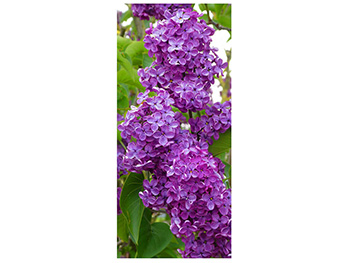 Autocolant uşă Liliac mov, Folina, model floral, dimensiune autocolant 92x205 cm autocolant-usa-liliac-1-4732