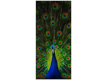 Autocolant uşă Păun, Folina, model multicolor, dimensiune autocolant 92x205 cm autocolant-usa-paun-1-5103