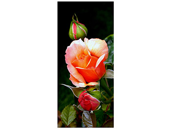 Autocolant uşă Trandafir cu boboci, Folina, model multicolor, dimensiune autocolant 92x205 cm autocolant-usa-trandafir-1-1832