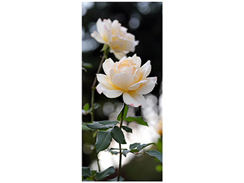 autocolant-usa-trandafir-alb-1-9811