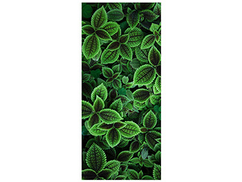 Autocolant uşă Frunze verzi, Folina, model multicolor, dimensiune autocolant 92x205 cm autocolant-usa-urzici-1-4819