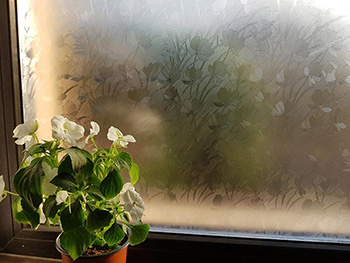 Folie geam autoadezivă flori Layla, Folina, translucidă, 120 cm lăţime