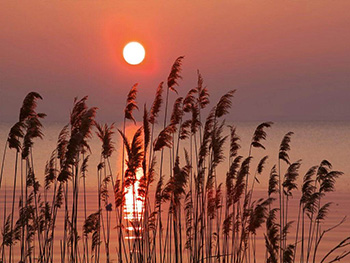 fototapet-peisaj-apus-de-soare-reed-on-the-lake-8446