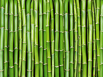 fototapet-bamboo-dimex-bambus-verde-375-250-cm-8783