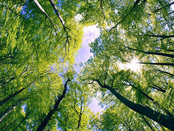 Fototapet copaci, Dimex, verde, 375x250 cm