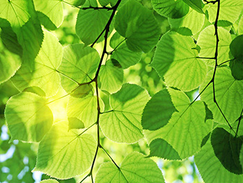 fototapet-dimex-green-leaves-375-250-cm-8087