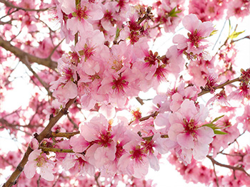 Fototapet floral, Dimex, Apple Blossom, 375x250 cm