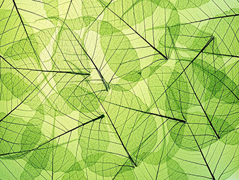 fototapet-dimex-leaf-veins-375-250-cm-1786