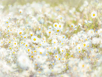 fototapet-floral-Margarete-7188