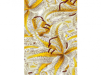 fototapet-floral-galben-marburg-sayuri-5491