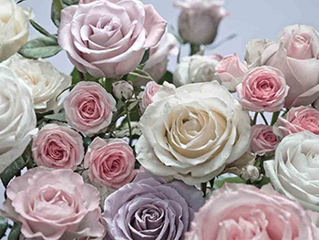 Fototapet floral Floraison, Komar, imprimeu trandafiri, multicolor, 368 x 254 cm