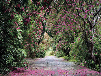 fototapet-floral-wicklow-park-6236