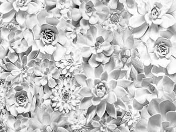 fototapet-floral-gri-shades-7972
