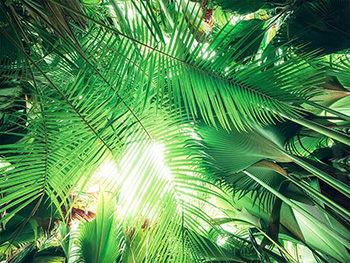 fototapet-decor-exotic-komar-frunze-verzi-450-280-cm-7004