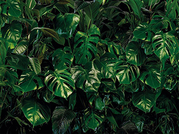 fototapet-tropical-wall-9167