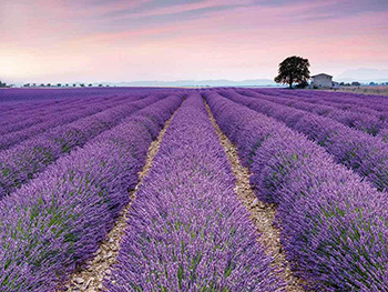 fototapet-lavanda-Provence-6285