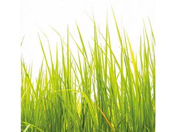 fototapet-high-grass-wg-model-iarba-verde-240-260-cm-7448