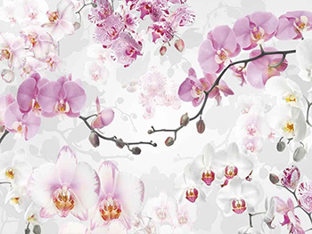 fototapet-orhidee-allure-8136