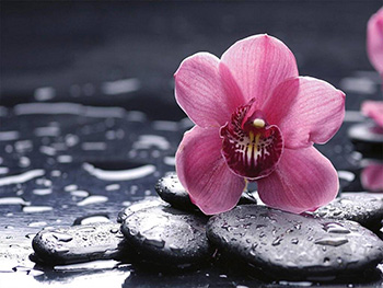 fototapet-floral-dimex-orhidee-mov-375-250-cm-5387