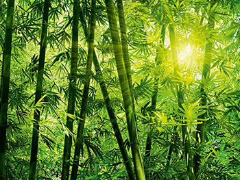 Fototapet Bamboo Forest, WG, model bambus verde, 366x254 cm