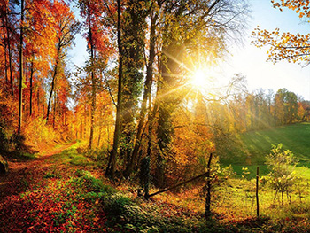 fototapet-peisaj-padure-dimex-forest-walk-ms50065-9728
